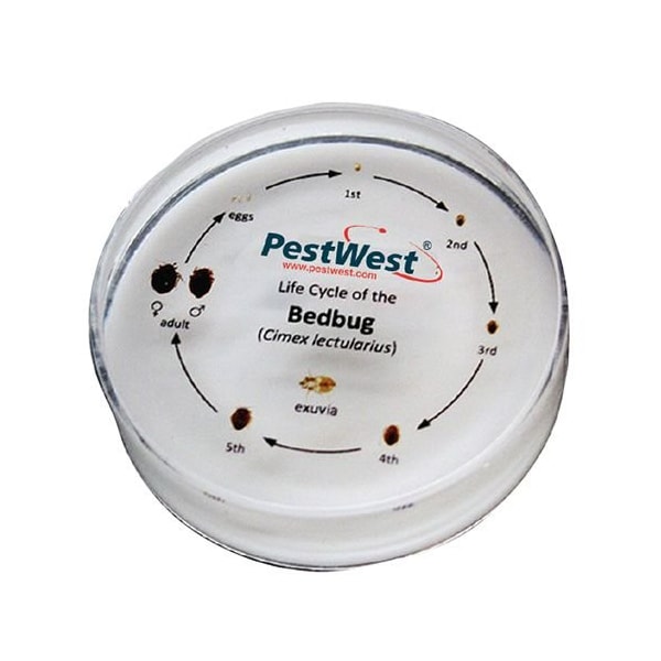 PestWest CSI Kit Replacement Parts - Bed Bug Specimen Life Cycle ID